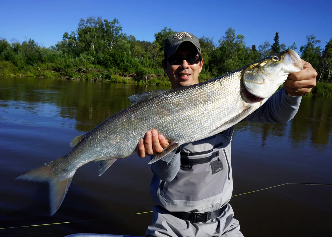 The author's large Sheefish