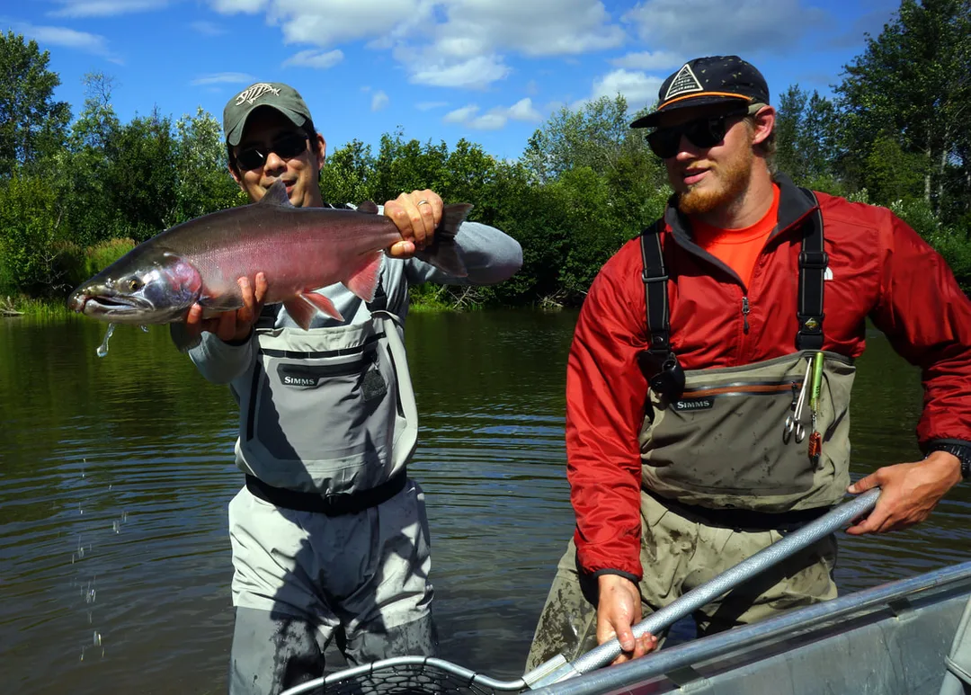 A Silver Salmon that has been in the river a little longer and is starting to turn pink ahead of spawning.