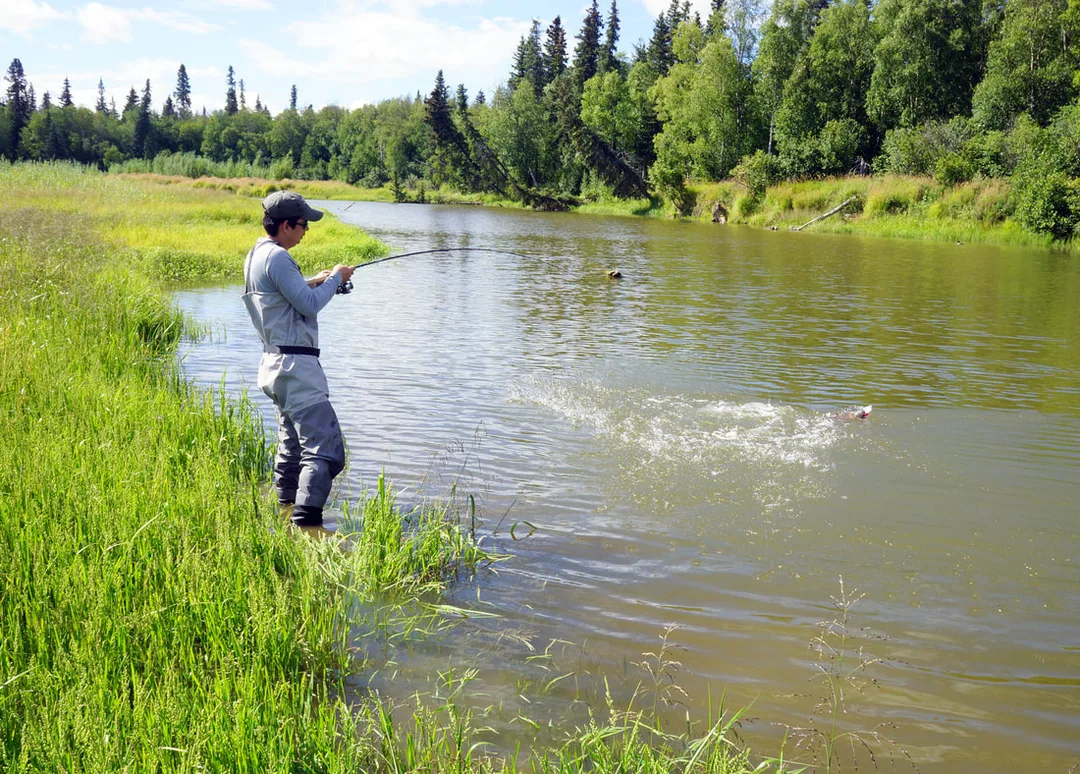 The author fighting a Silver Salmon from the bank
