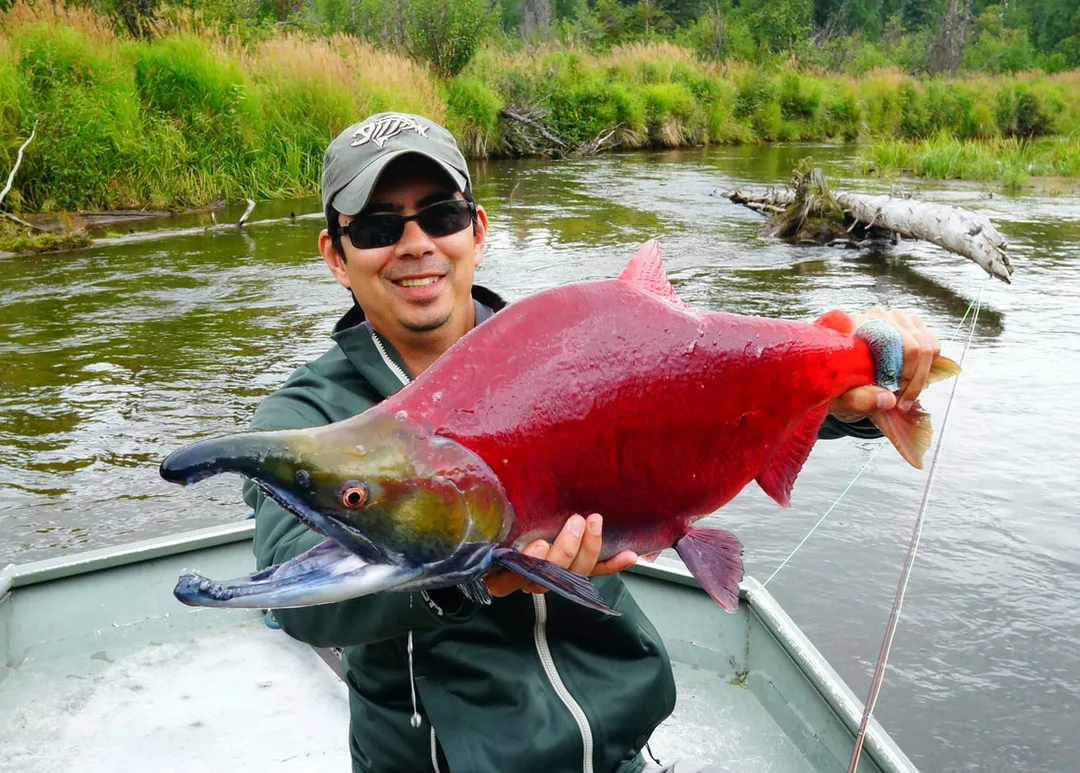 Large male Sockeye.  Note the big hump and kype.