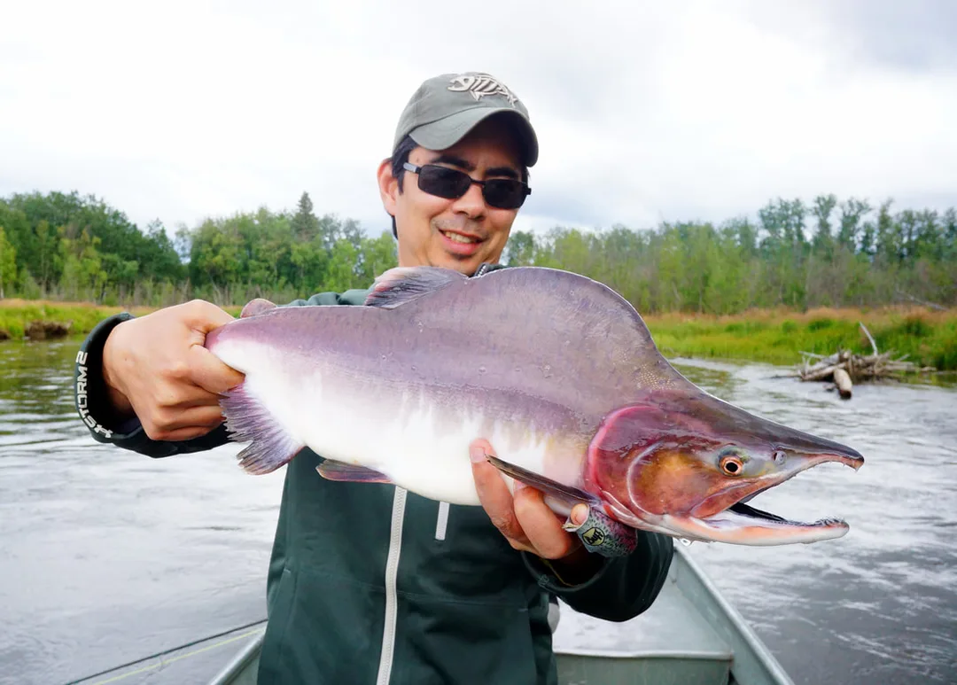 A beautiful male Pink Salmon caught on the Aniak River, Alaska