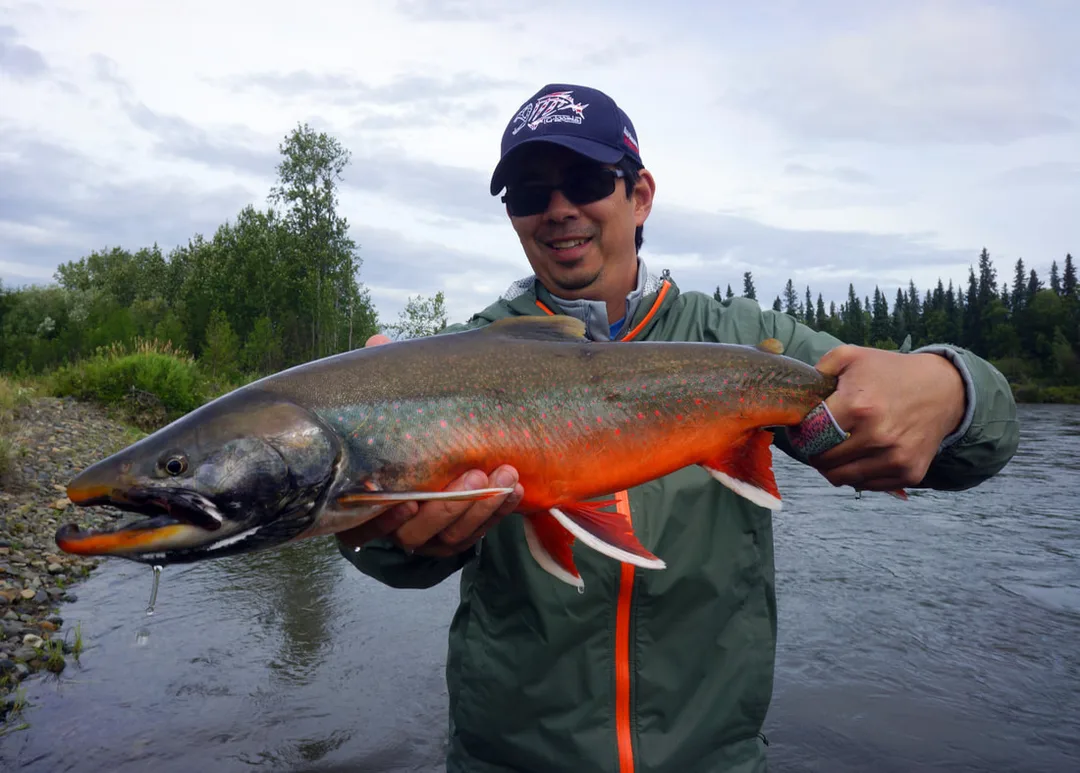 A brilliant large male Dolly Varden in spawning colors
