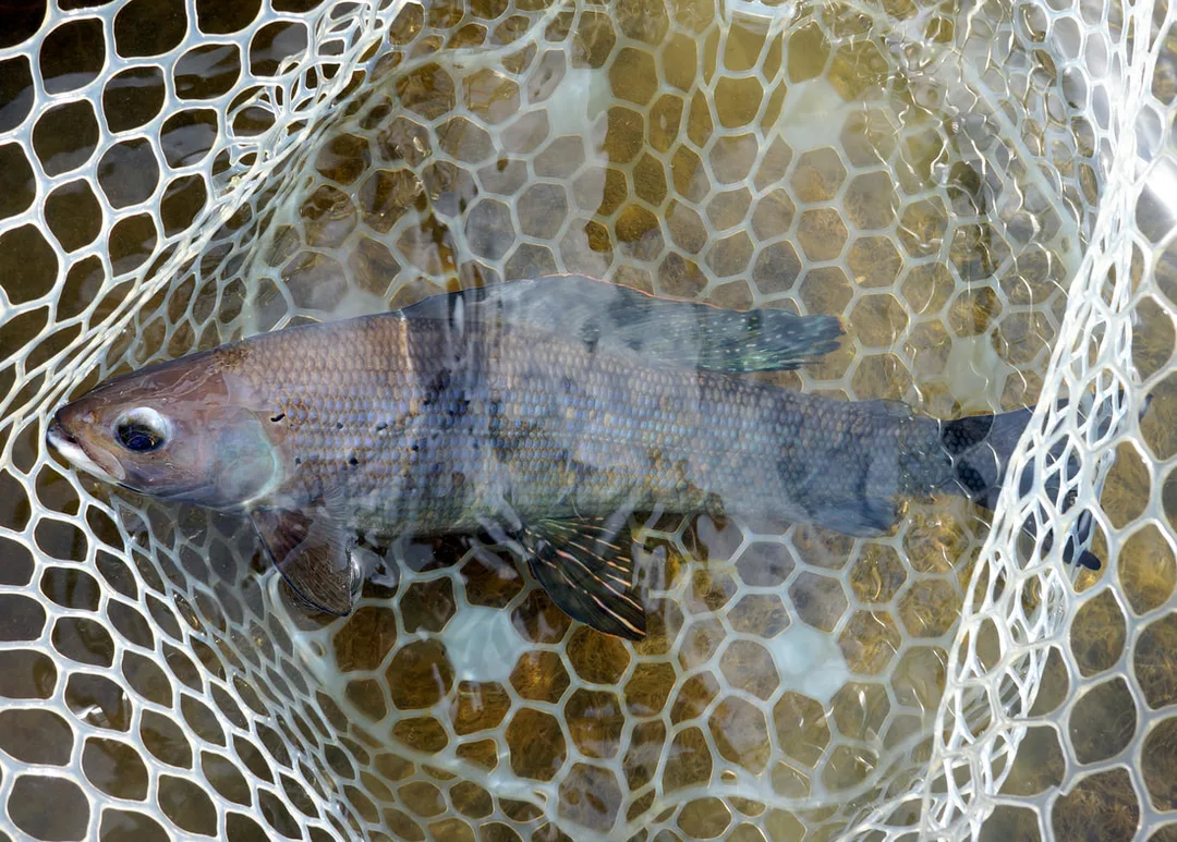 Grayling look even better under water