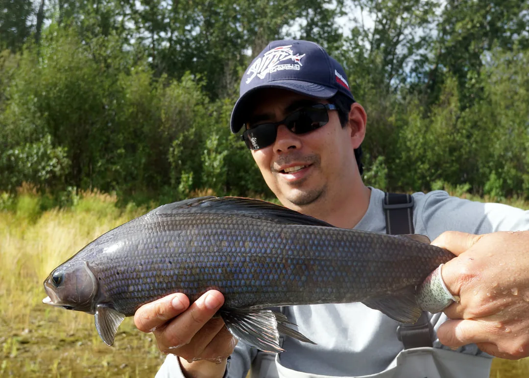 A big Grayling from the Aniak River, Alaska