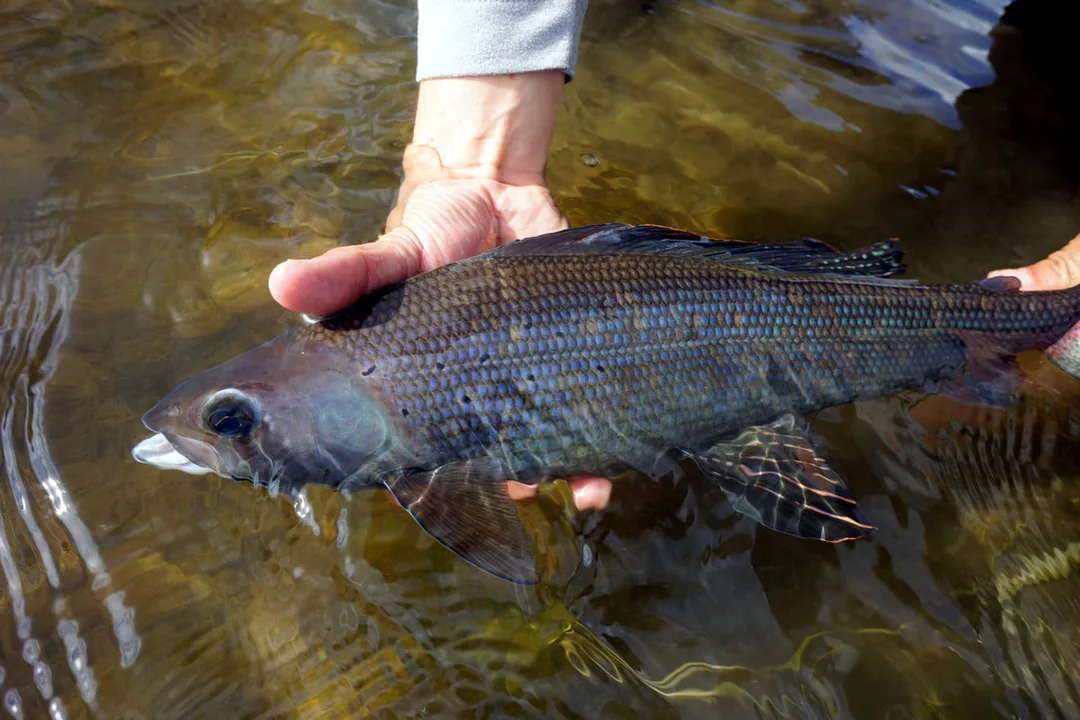 A handsome Arctic Grayling being released by the author in Alaska