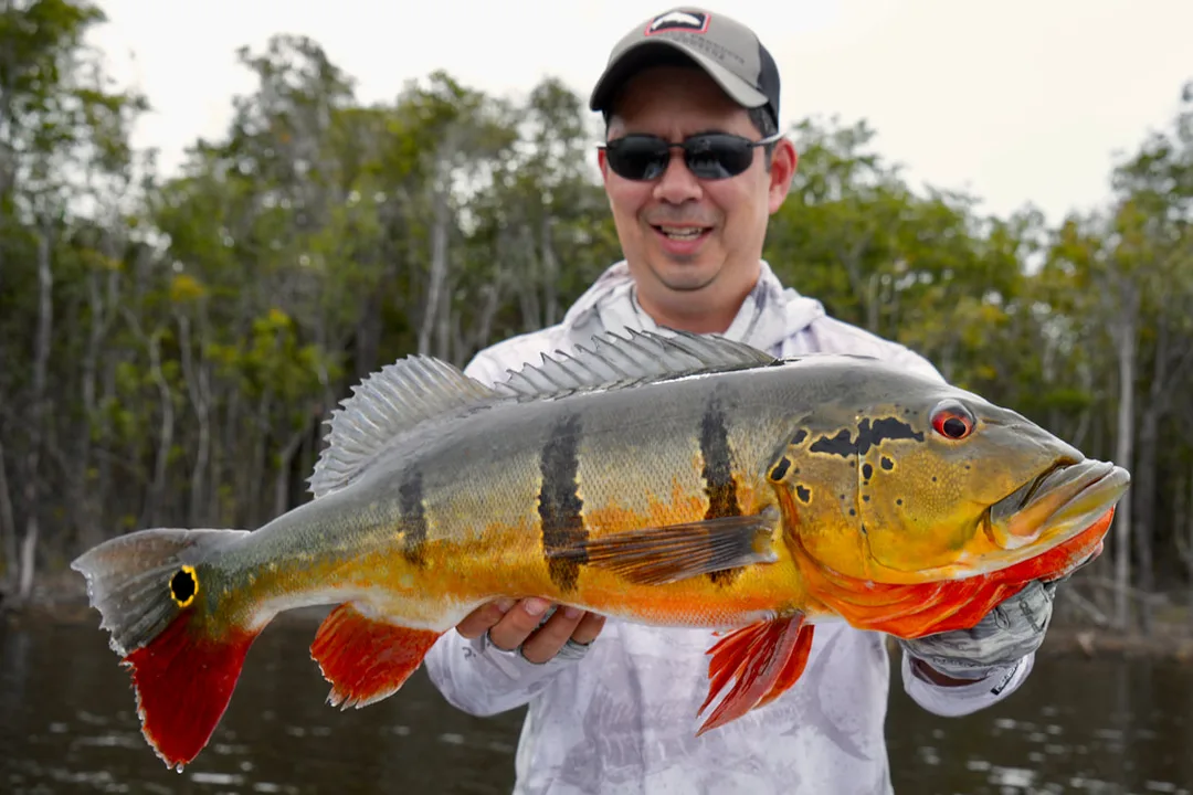 Cichla temensis - 3-Bar phase