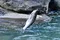 carousel chooser