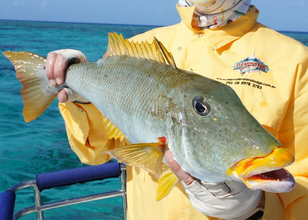 A nice Yellowlip Emperor caught in shallow water on the Great Barrier Reef in Australia.  Note the teeth for crunching invertebrates.
