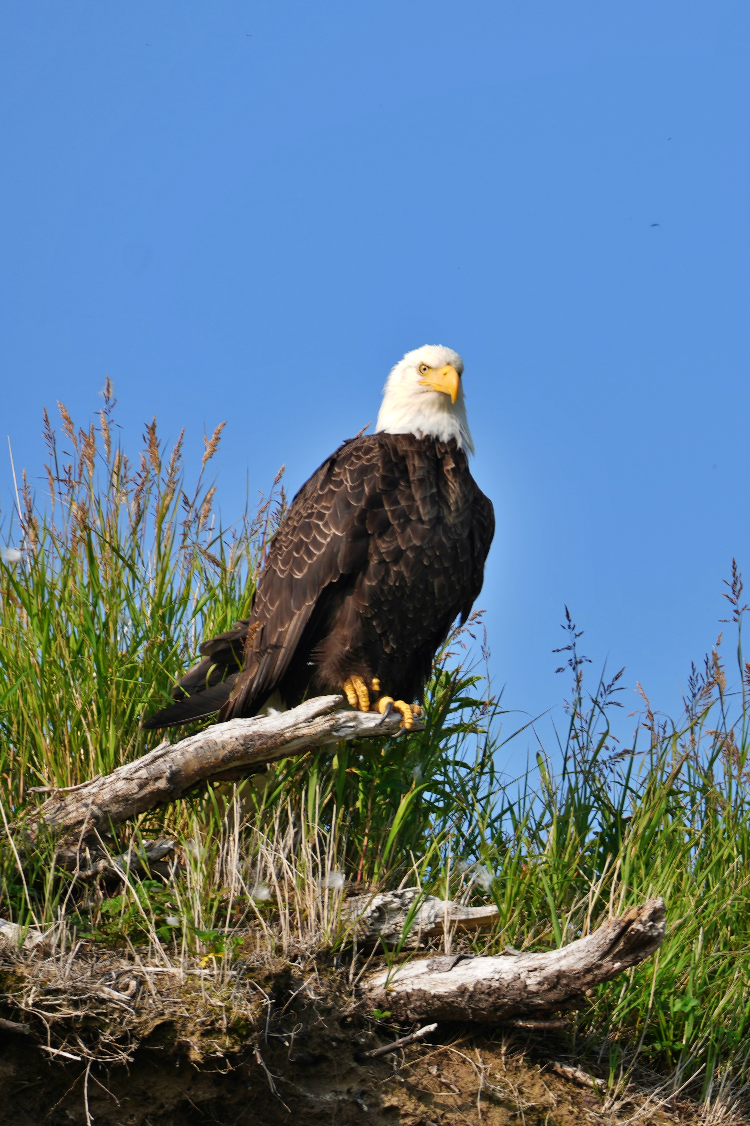 Bald Eagle