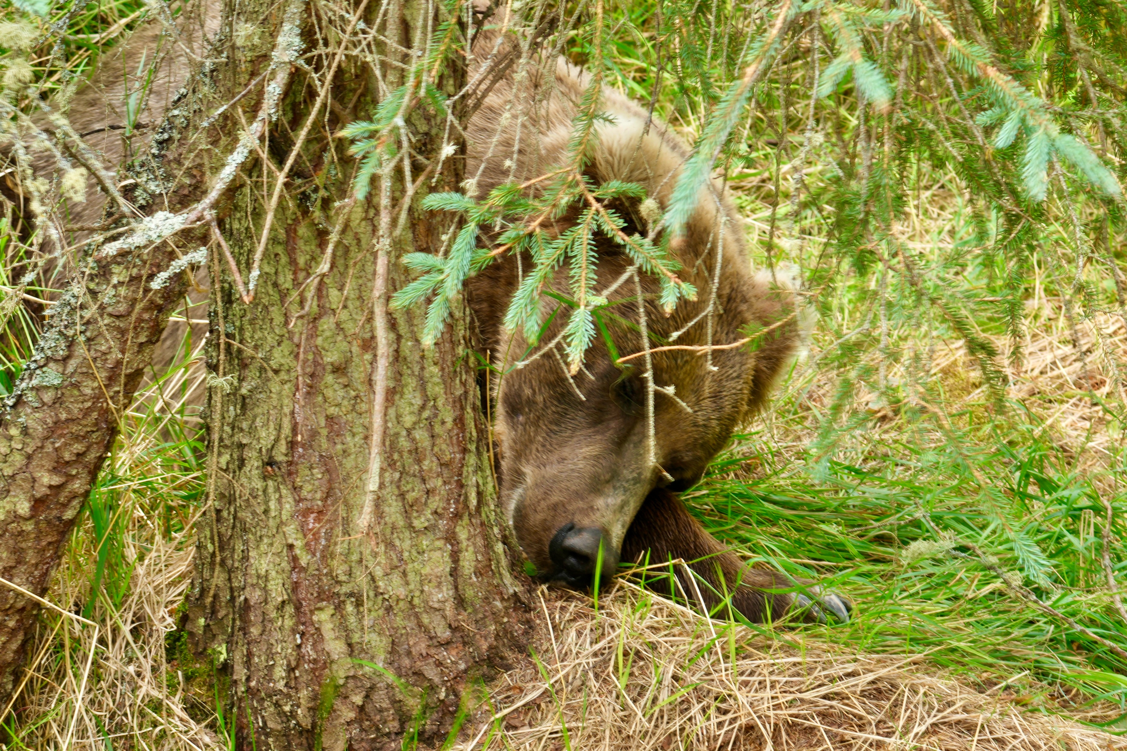 A bear sleeps under a tree near Brooks Falls