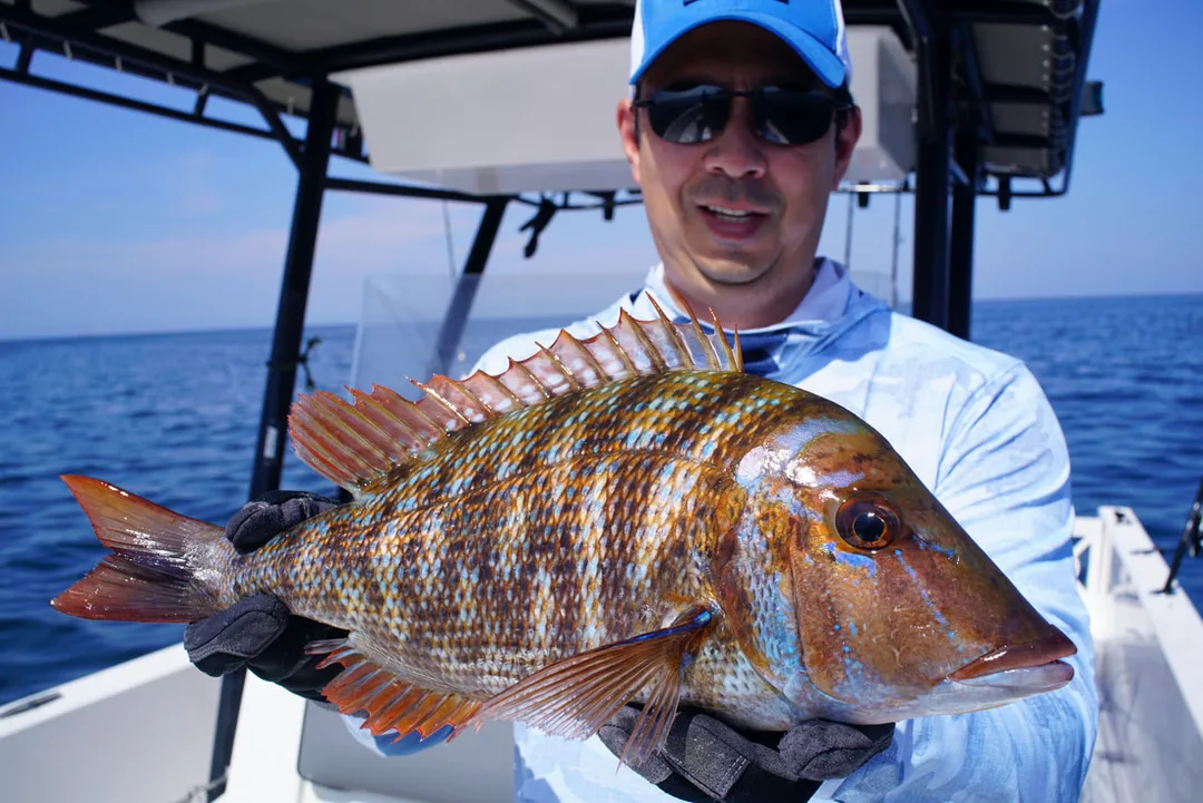 Spangled Emperor caught in Oman on a Tady surface iron