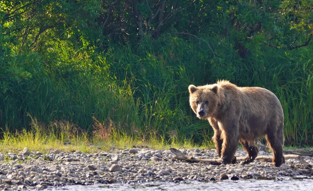 1st bear of the trip