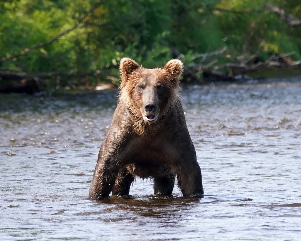 This bear didn't want to move