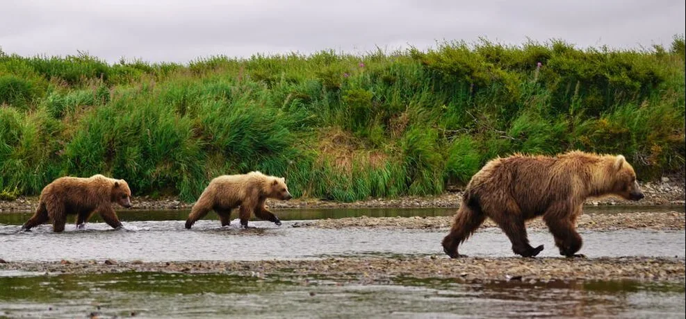A mother bear and some older cubs