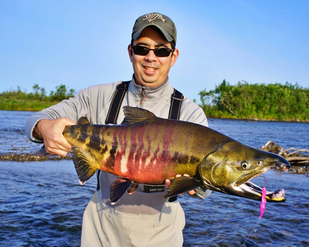 Big old Chum Salmon caught on fly