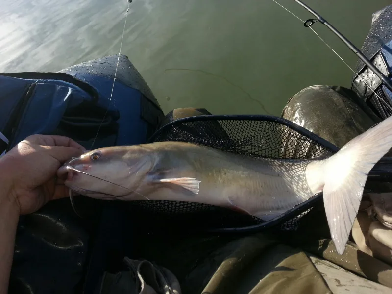 A healthy Channel Catfish caught from a float tube, which is probably the funnest way to catch them.