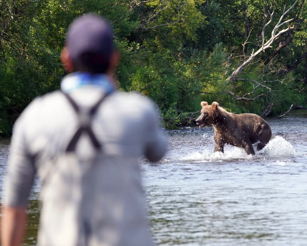 A bear charging a salmon right in front of us
