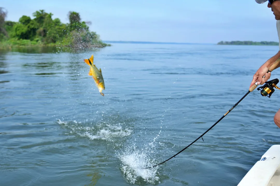 The author's friend Gary trying to keep a Golden Dorado pinned