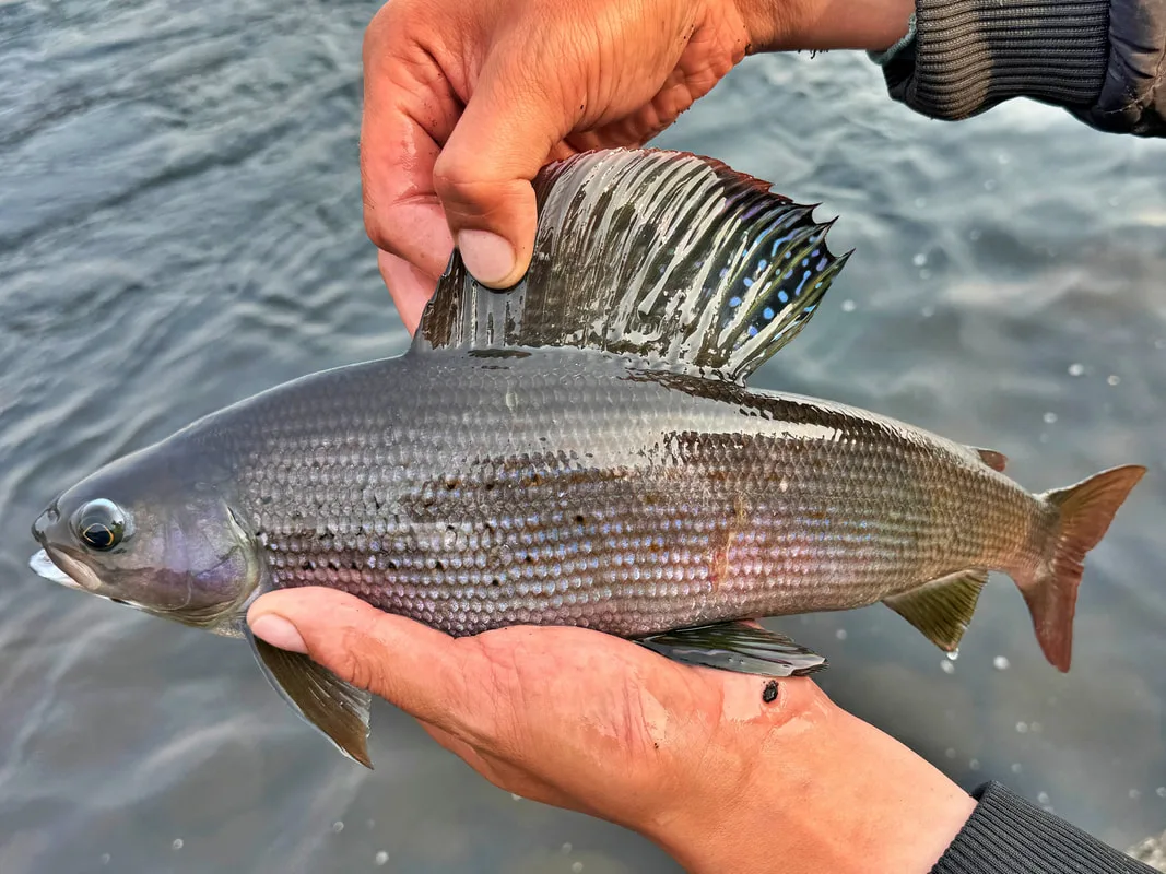 A Canadian Grayling caught on a dry fly 