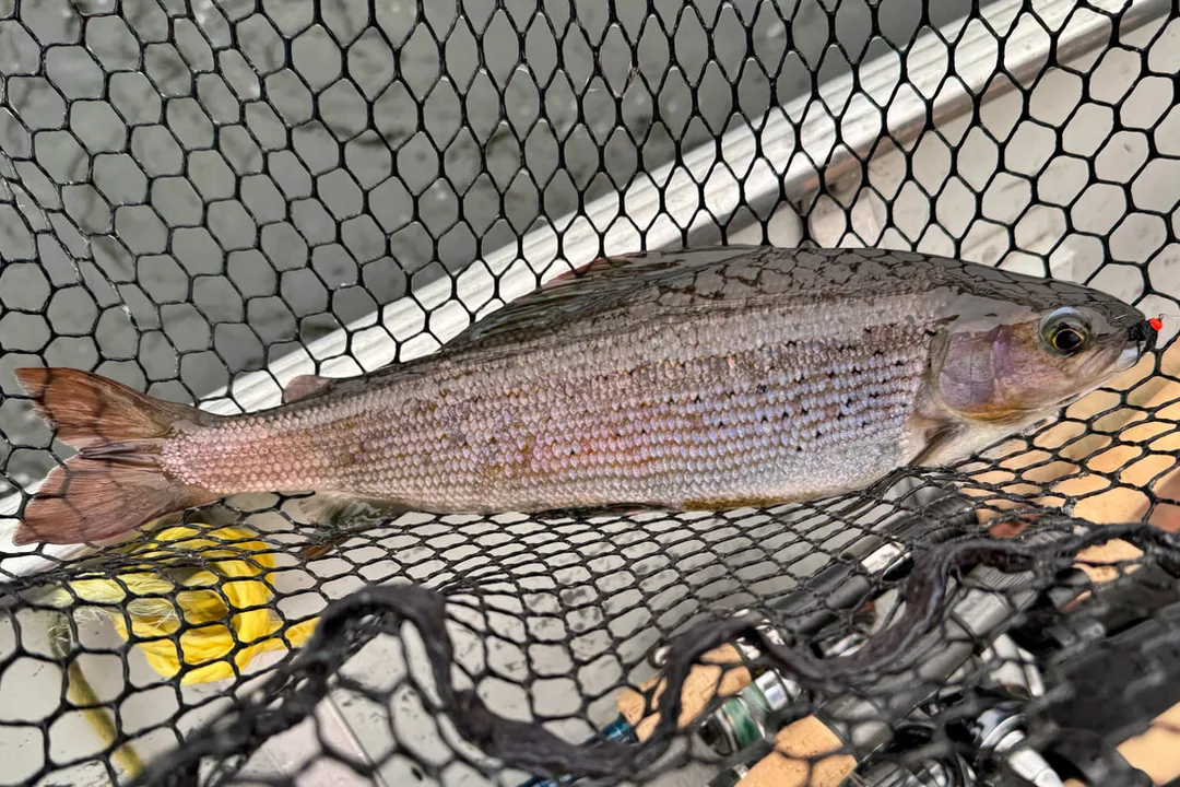 Grayling love nymph flies