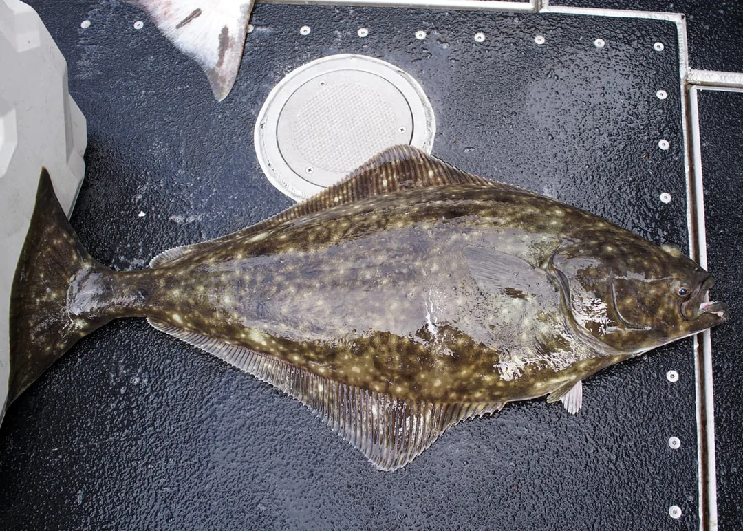 A nice Pacific Halibut caught on the jig shown above.