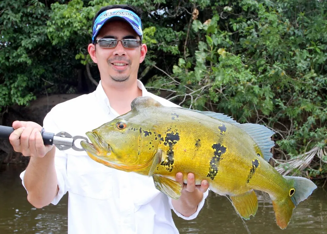 Cichla vazzoleri