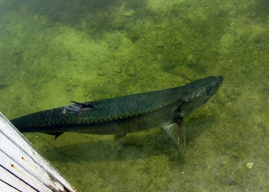 A tarpon sunning itself in 2 feet of water in the Keys in Florida.  This guy clearly knows that fishing is not allowed in this spot.