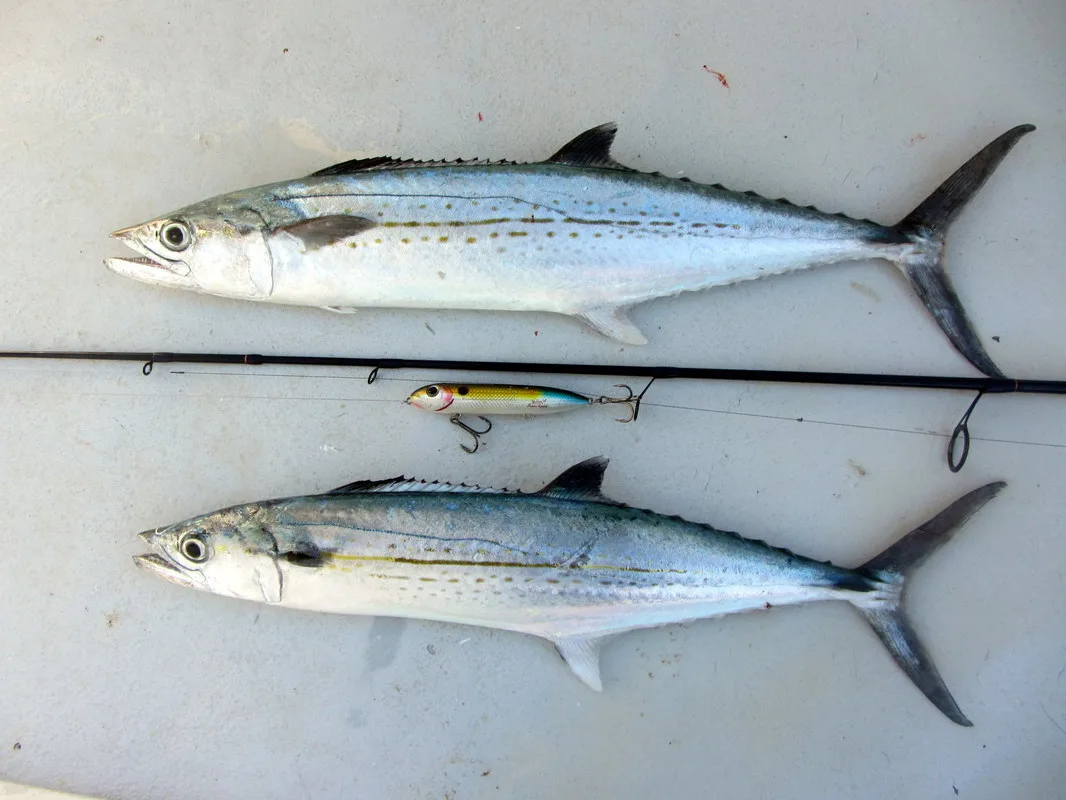Two nice Cero Mackerel caught on a Heddon Zara Spook topwater lure in Florida.  Seeing these fish rocket out of the water to grab the lure on the surface is the kind of thing that makes fishing fun.