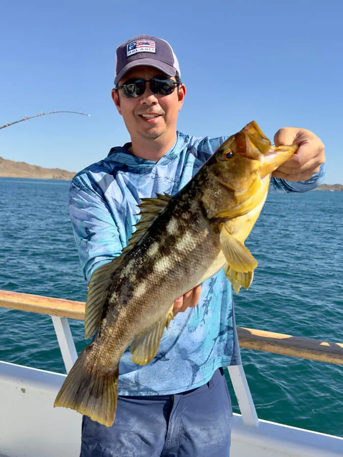 A nice Calico caught on a Big Hammer swimbait off the Baja coast