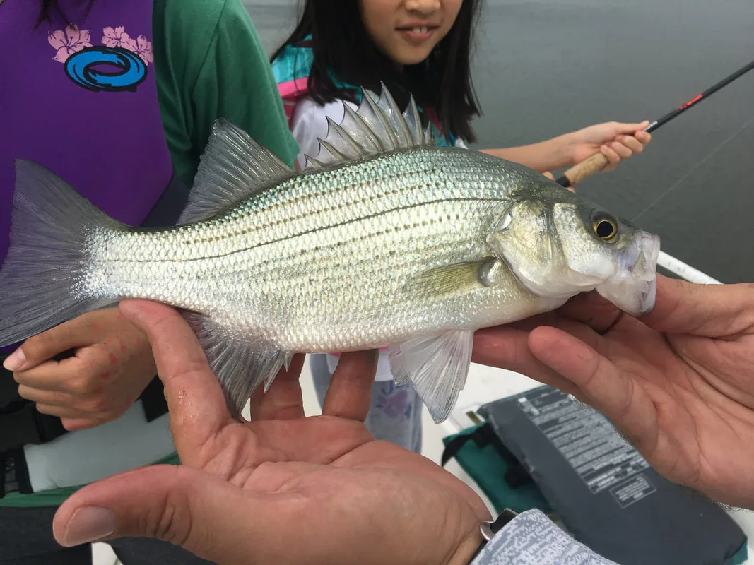 White Bass caught on Lake Livingstone, Texas