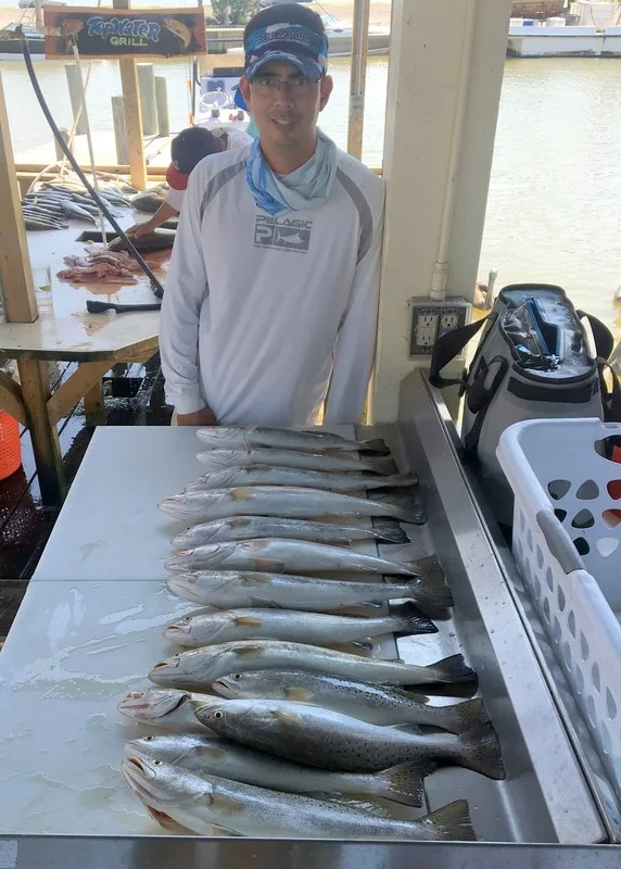 A limit of school-size Speckled Trout caught in Galveston Bay, Texas on live croaker.