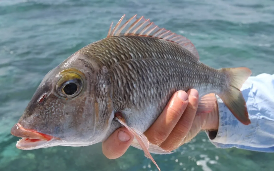 A small Emperor caught on a soft plastic swum over the reef in Australia.