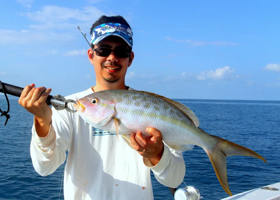 Yellowtail Snapper caught in the Dry Tortugas, Florida