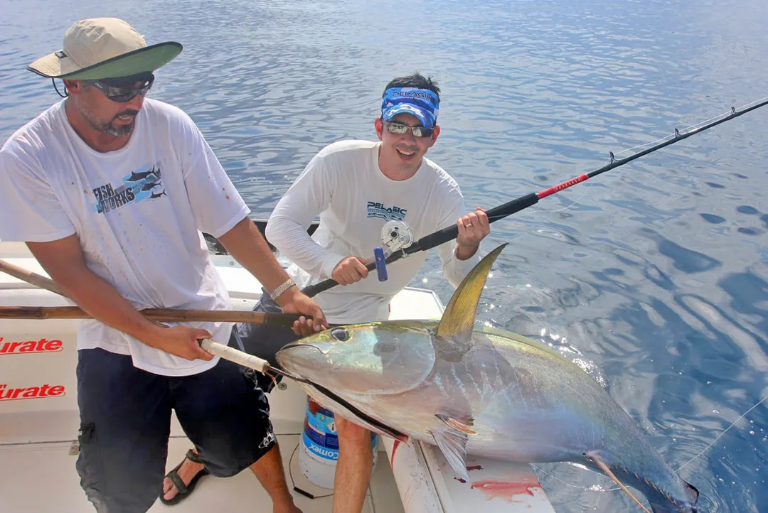Another big Puerto Vallarta Yellowfin Tuna coming over the side