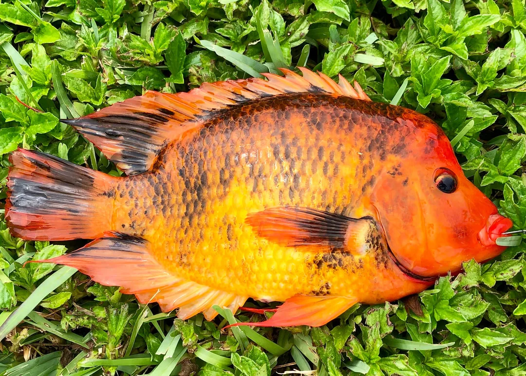 A colorful Midas Cichlid caught on bread in Miami
