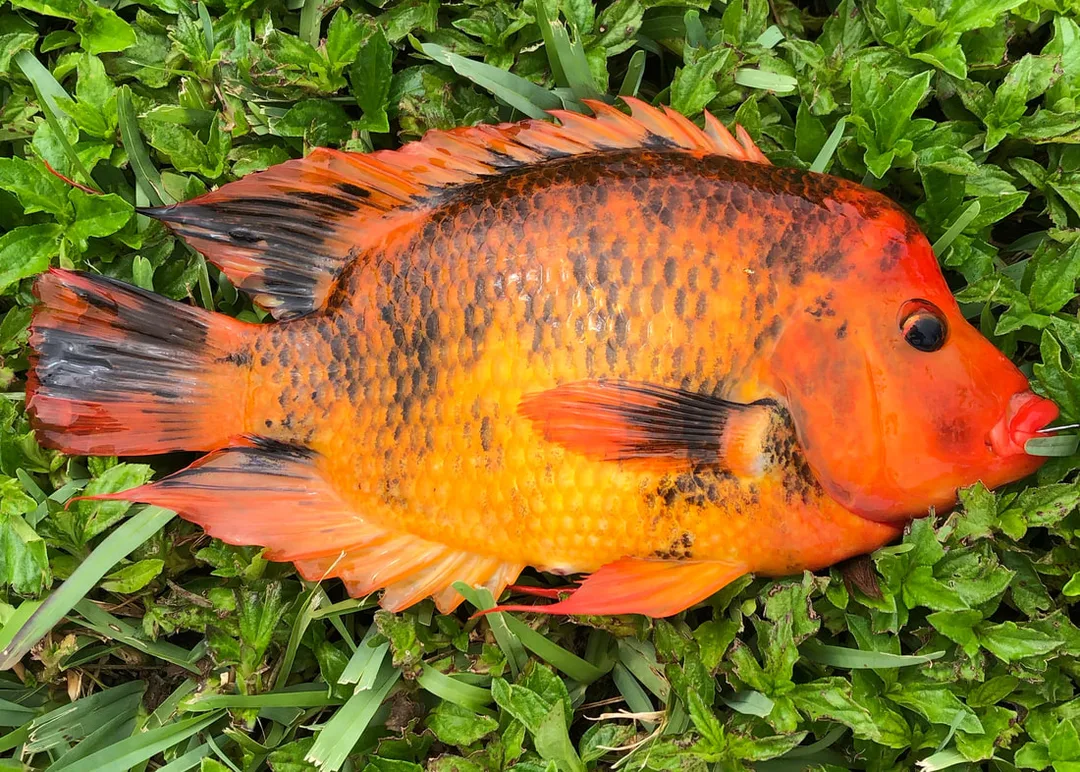 Midas Cichlid