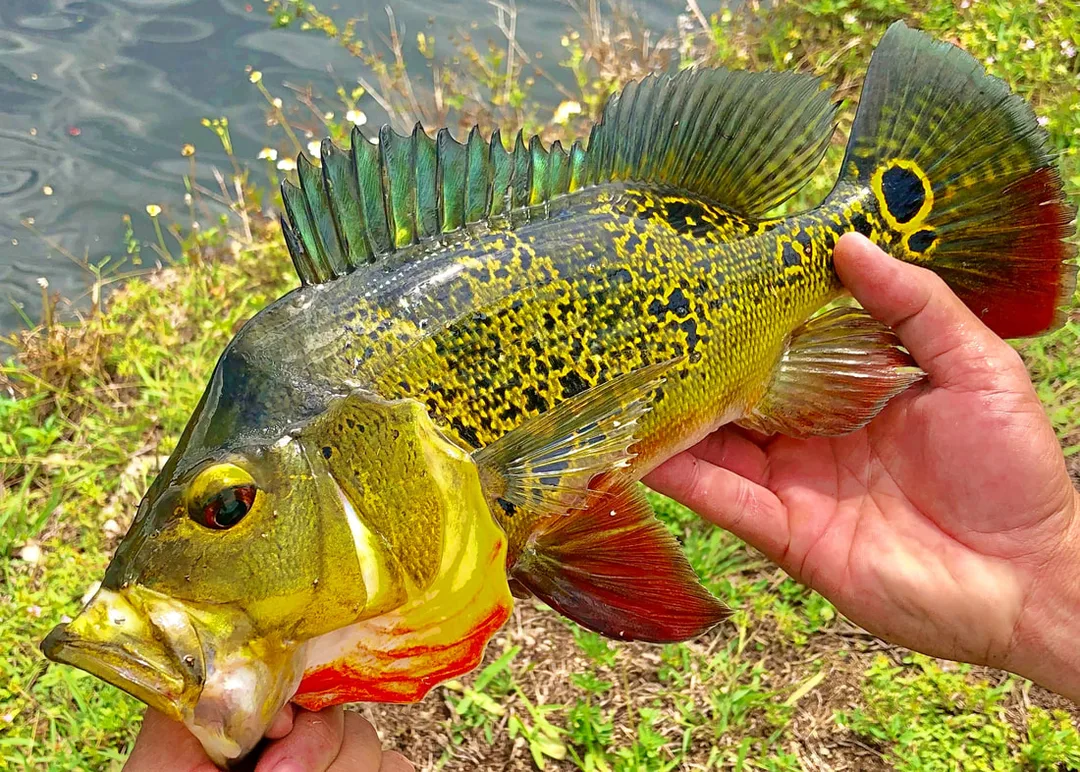 Cichla monoculus