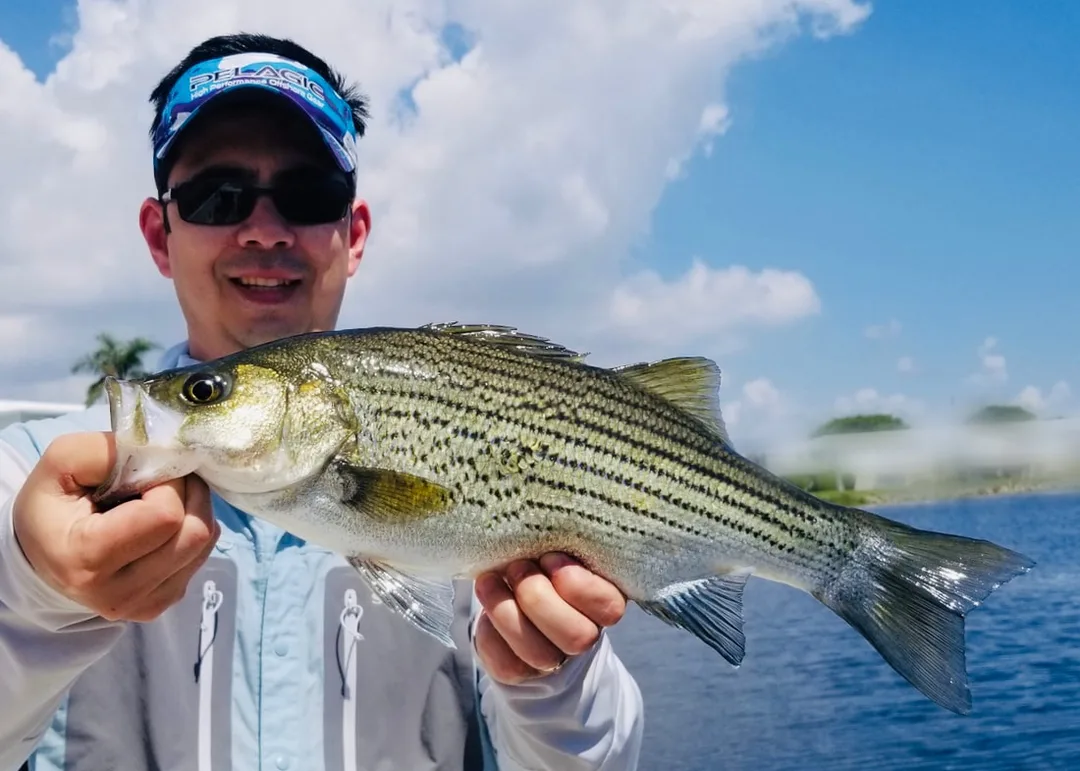 An example of the Sunshine Bass variant caught in Florida