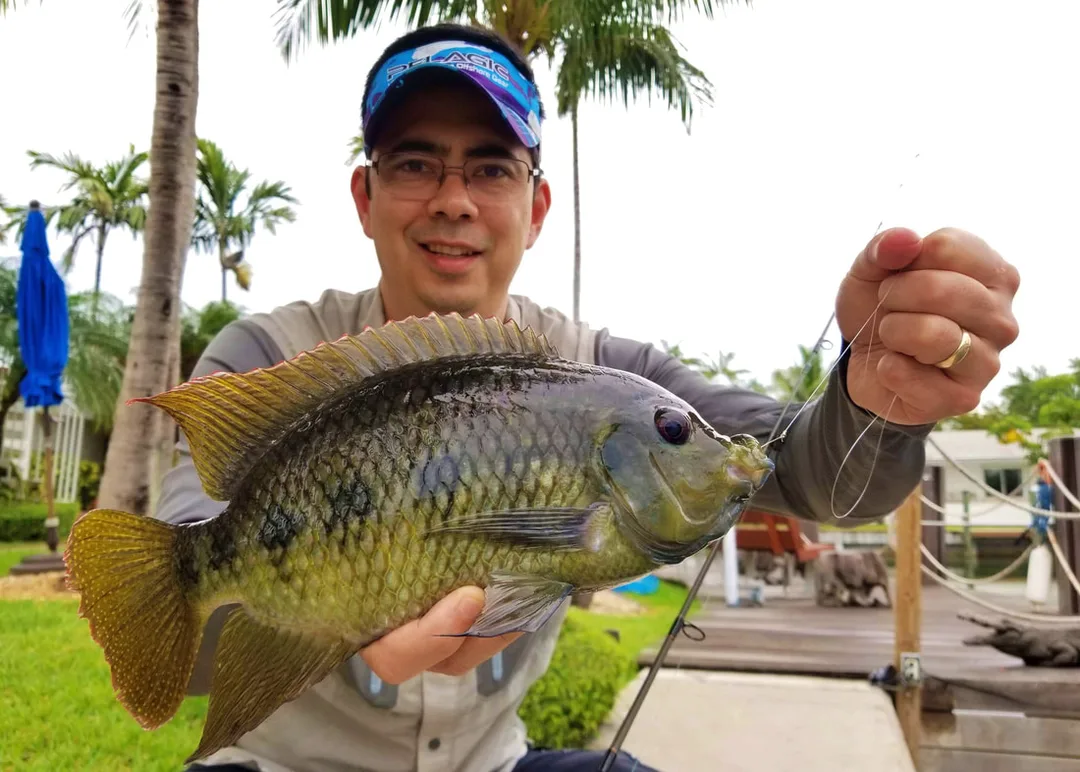 Spotted Tilapia