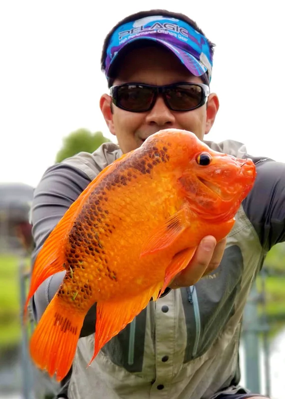 Midas Cichlid with nice hump on head