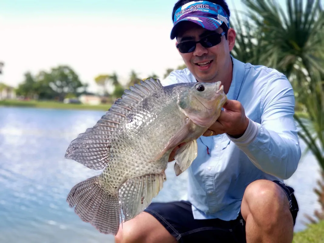 A Blue Tilapia caught in Florida on bread