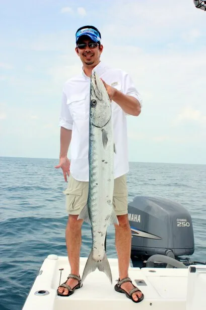 Large barracuda