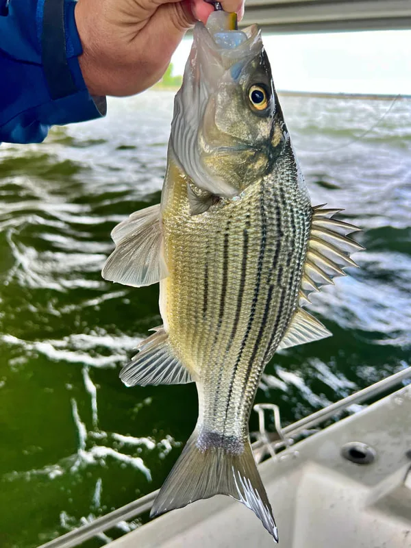 The White Bass' lesser known cousin, the Yellow Bass. This is a pretty large one.