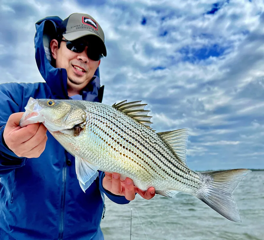 A healthy Texas Hybrid Striped Bass