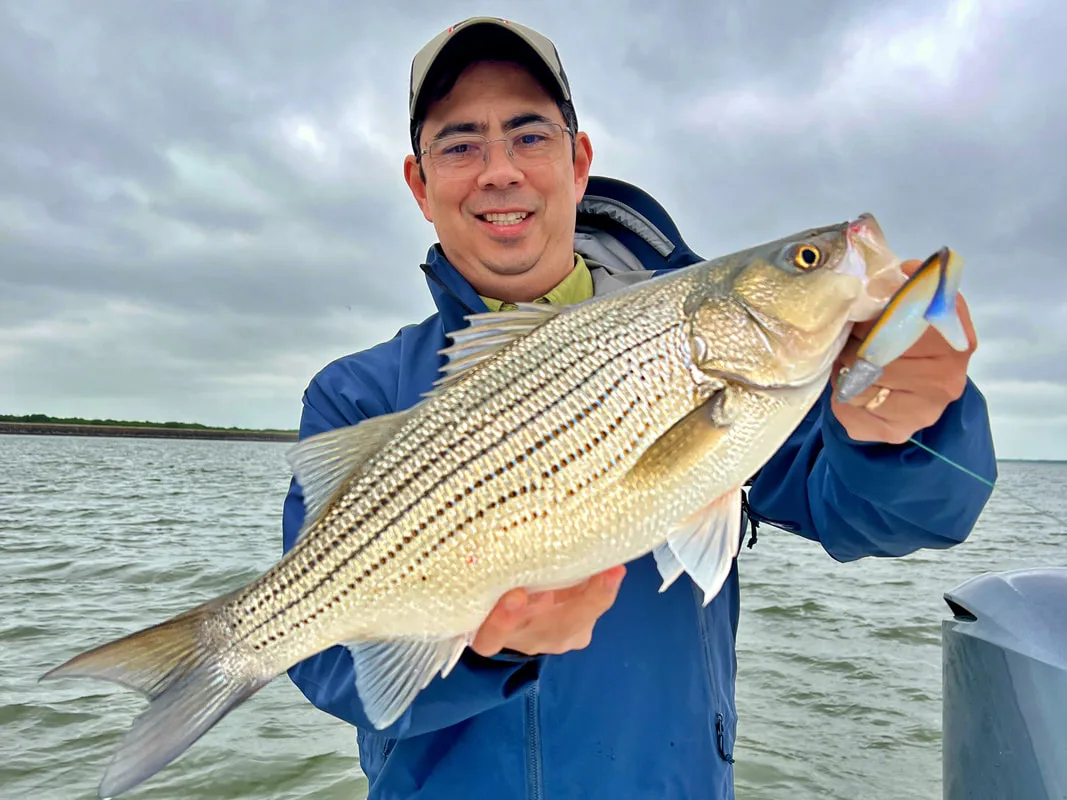 A nice-sized hybrid caught on a Big Hammer swimbait in Texas