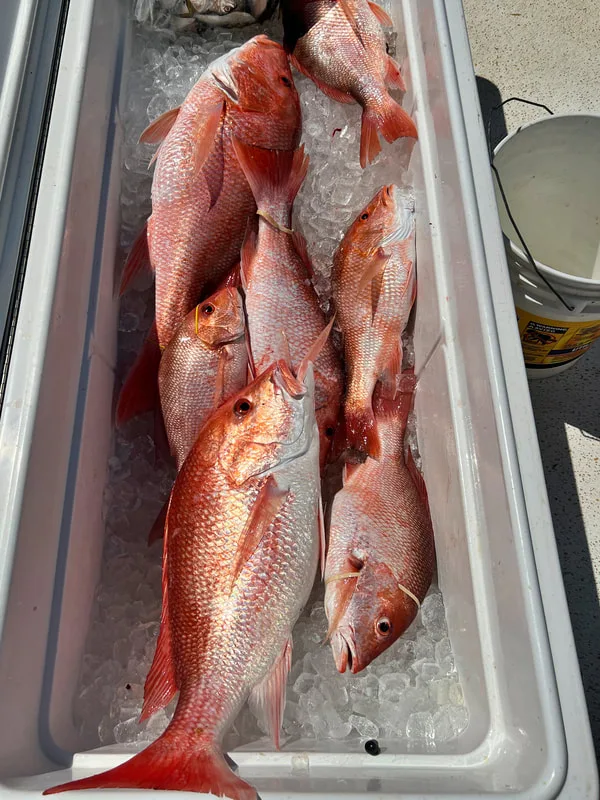 A nice cooler of Red Snapper caught in the Gulf of Mexico