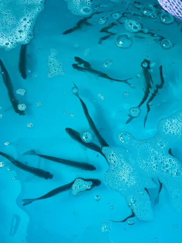 A bait tank with live Gizzard Shad, a Striper favorite