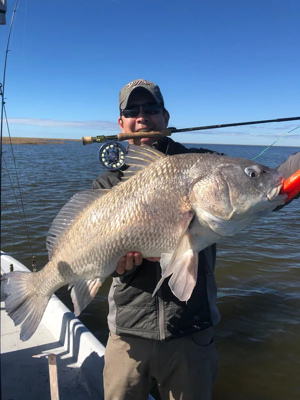 Nice Black Drum caught on a fly.  It can be done if you can see them, but they won't go very far to chase the fly.
