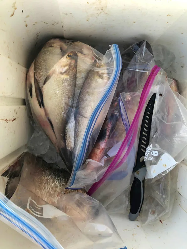 Fresh Gizzard Shad make great Blue Catfish bait.