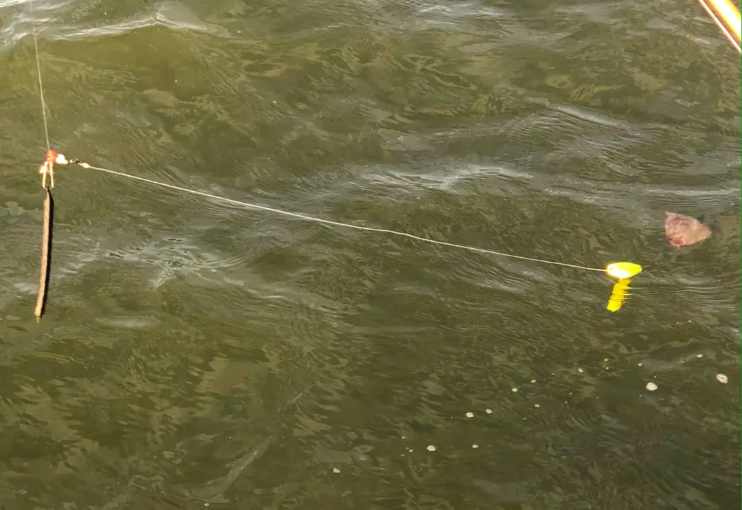 A typical drift fishing rig shown with a chunk of shad on a circle hook, a float tied about 6 inches above it to keep it off the bottom and fluttering seductively, and a weight placed 2-3 feet from the hook to keep the bait near the bottom.